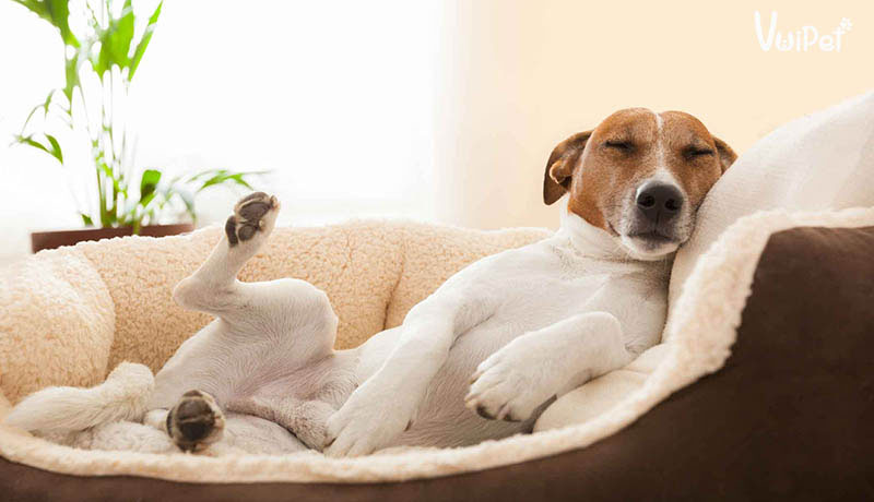 Chó nằm lên ghế