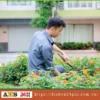 Dịch vụ chăm sóc cây xanh