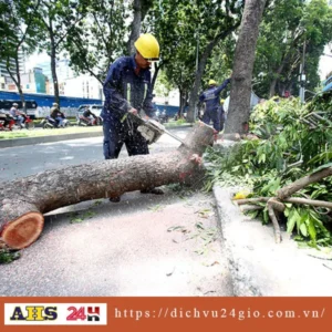 Dịch vụ chặt cây