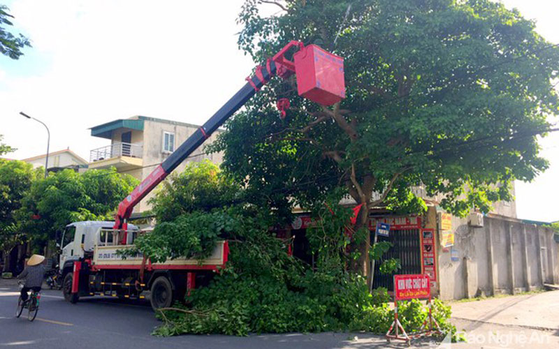 Dịch vụ chặt cây